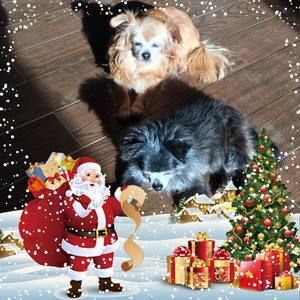 Meet your Posher, Ann